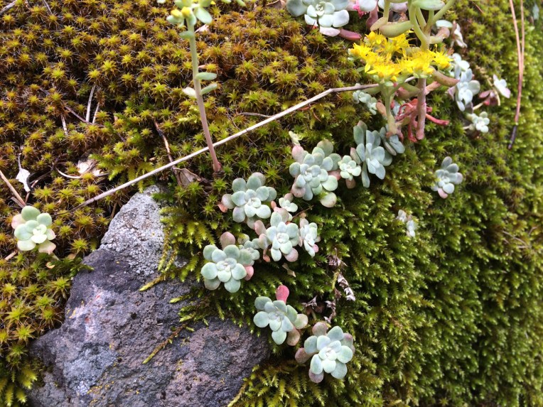 a community of plants